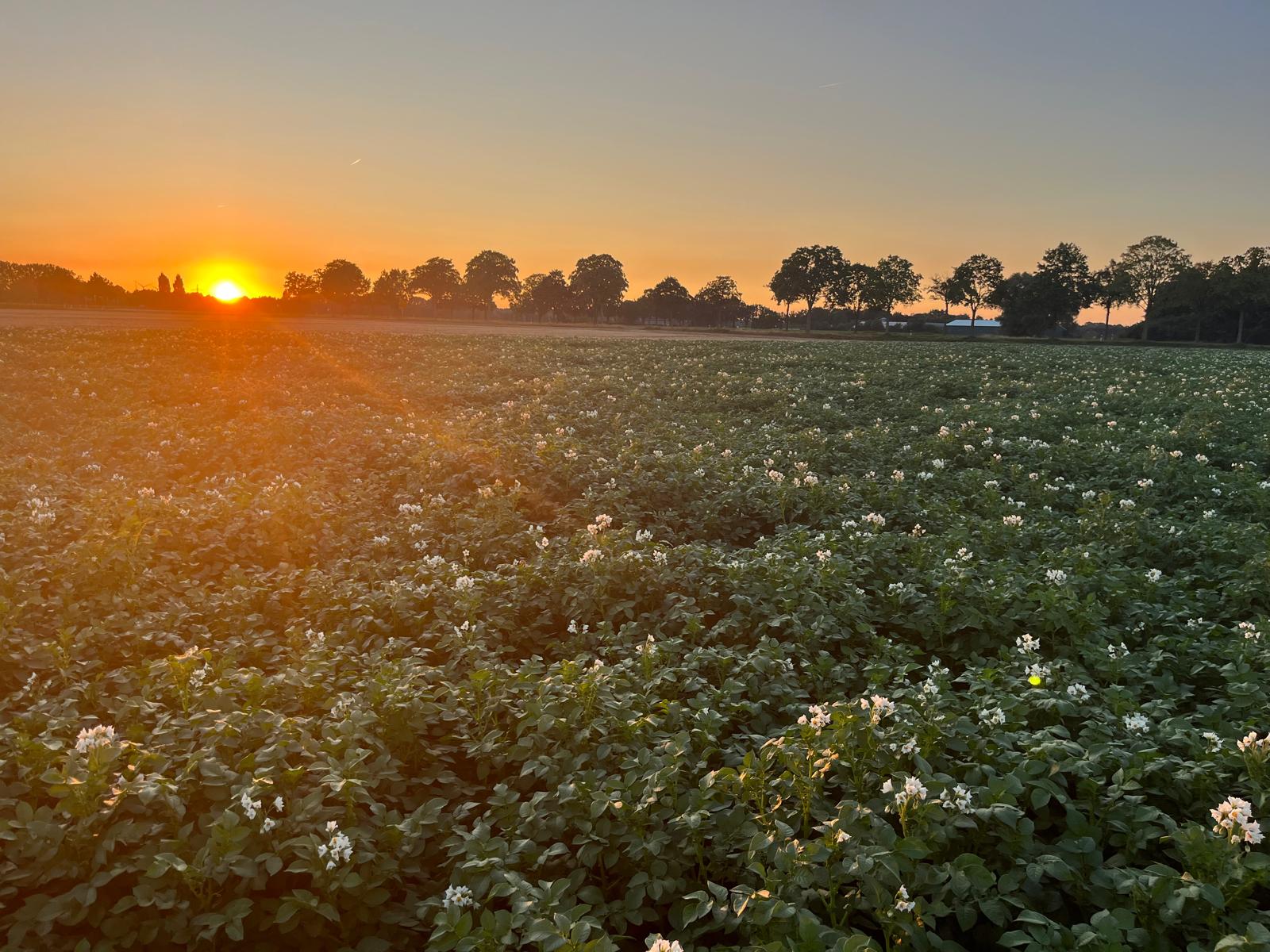 Blühendes Kartoffelfeld im Sonnenuntergang am Niederrhein