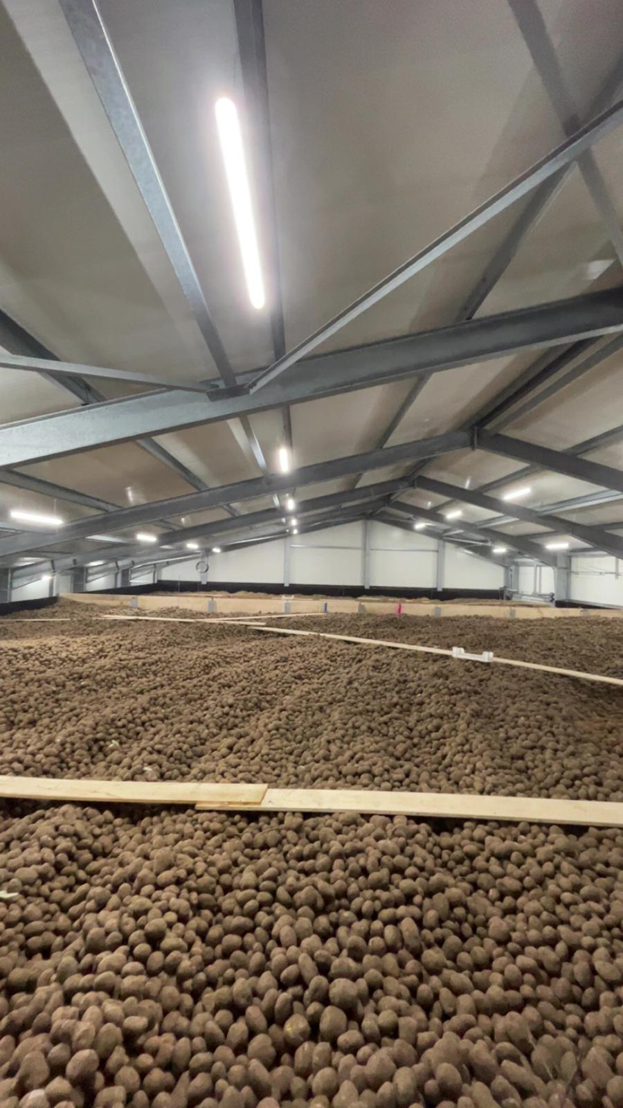 Volle Kartoffellagerhalle mit Schüttung
