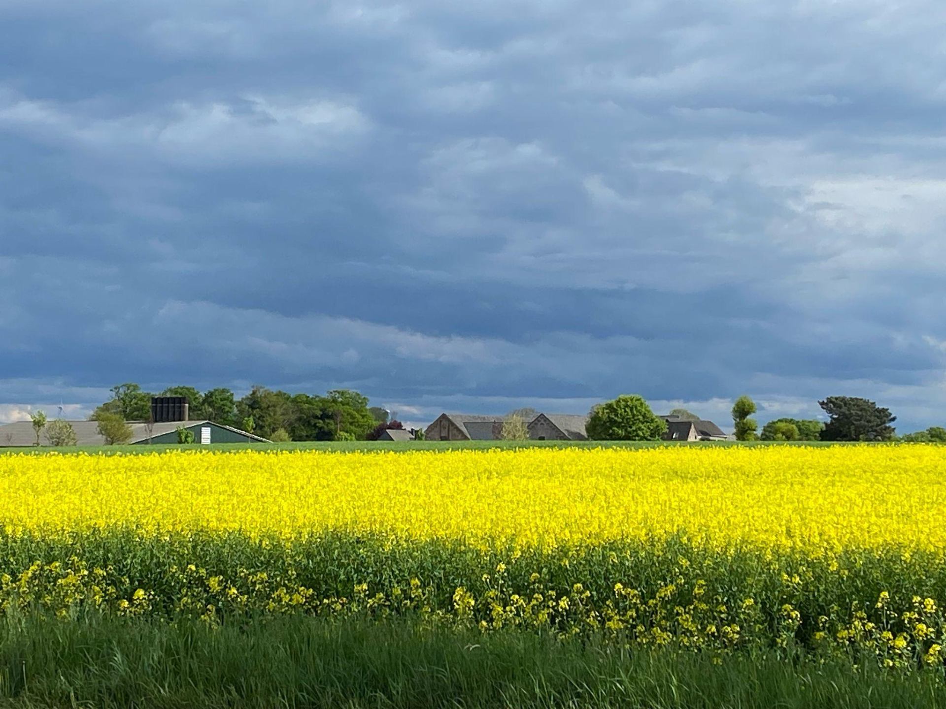Blühendes Rapsfeld auf dem Heumannshof
