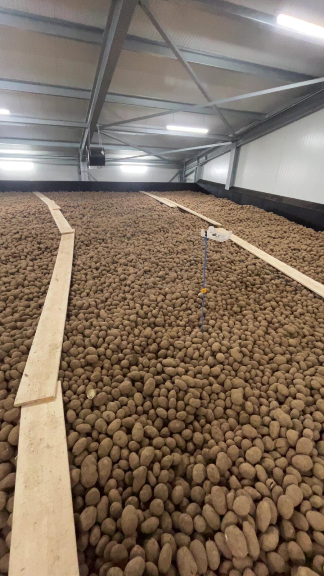 Große Lagerhalle mit eingelagerten Industriekartoffeln